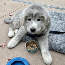 Copper Boar American Pub restaurant view 4