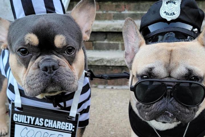 Two French Bulldogs dressed as a cop and convict for Halloween.