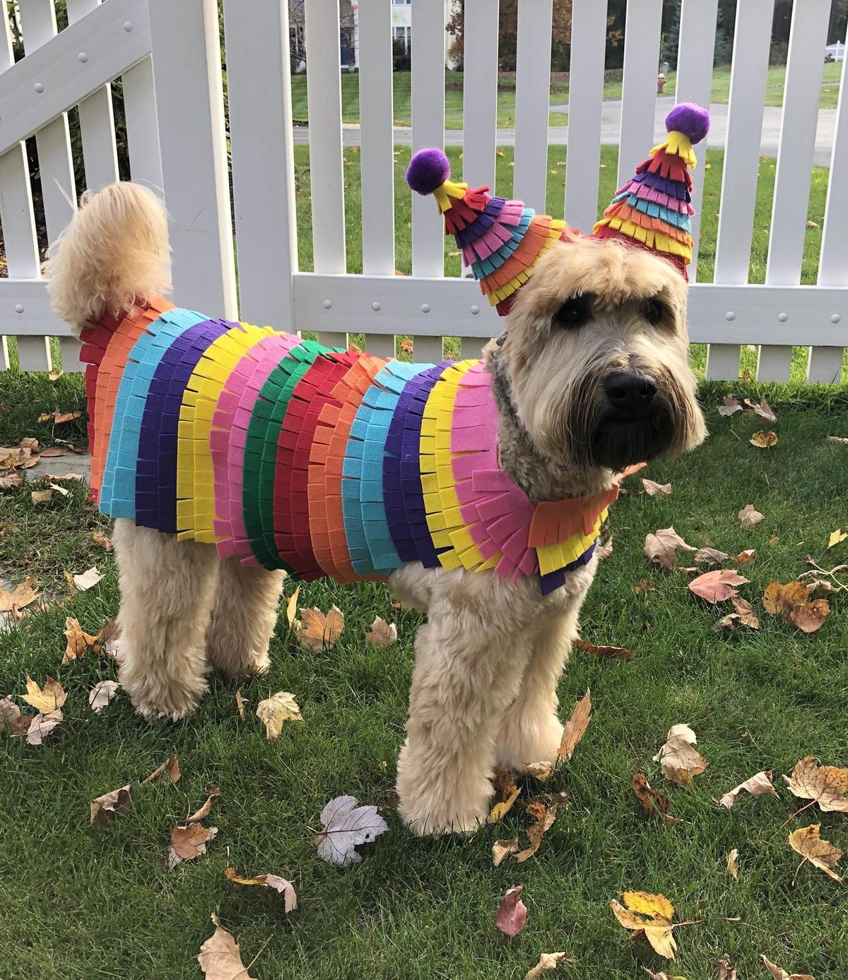 The Best Halloween Dog Costumes for 2021 - BringFido