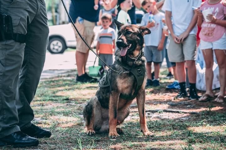 a K9 standing next to the handler during the d