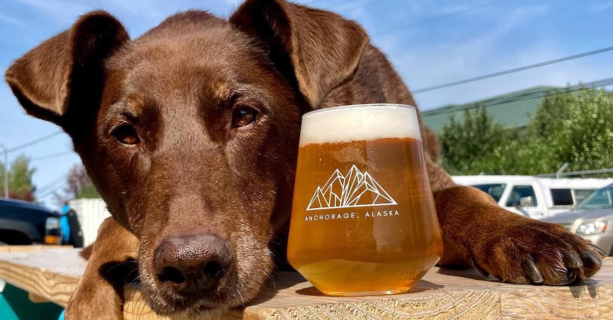 Brewery Dogs Across America