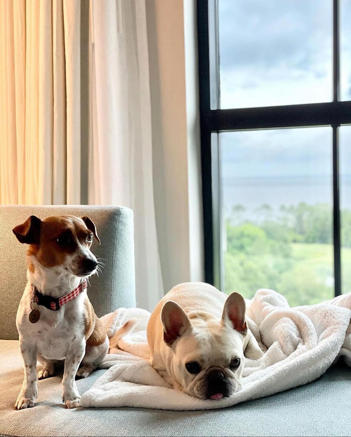 Top Dog-Friendly Hotel Chains of 2022 - BringFido