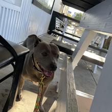 Apalachicola Seafood Grill restaurant view 1