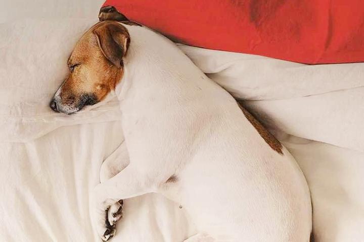 Pet Policy for OYO Hotels