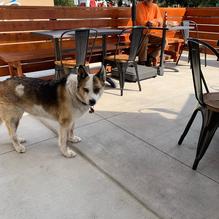 JP's Family Restaurant & Sports Lounge restaurant view 2