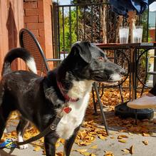 D. Rowe's restaurant view 1