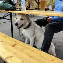 Alibi Ale Works - Truckee Public House restaurant view 1