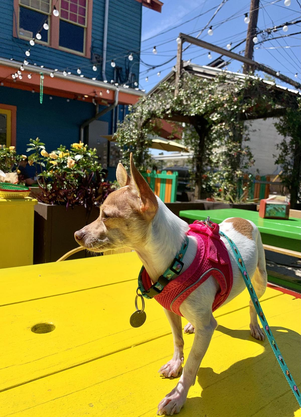 Dat Dog restaurant view 3