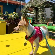 Dat Dog restaurant view 3