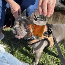 Dogfish Head Brewings & Eats restaurant view 2