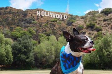 Let your furry film buff join you on a tour of Hollywood's best blockbuster filming locations.
