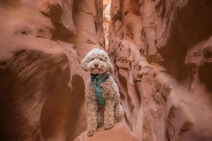 Doodle visits state park with slot canyon.