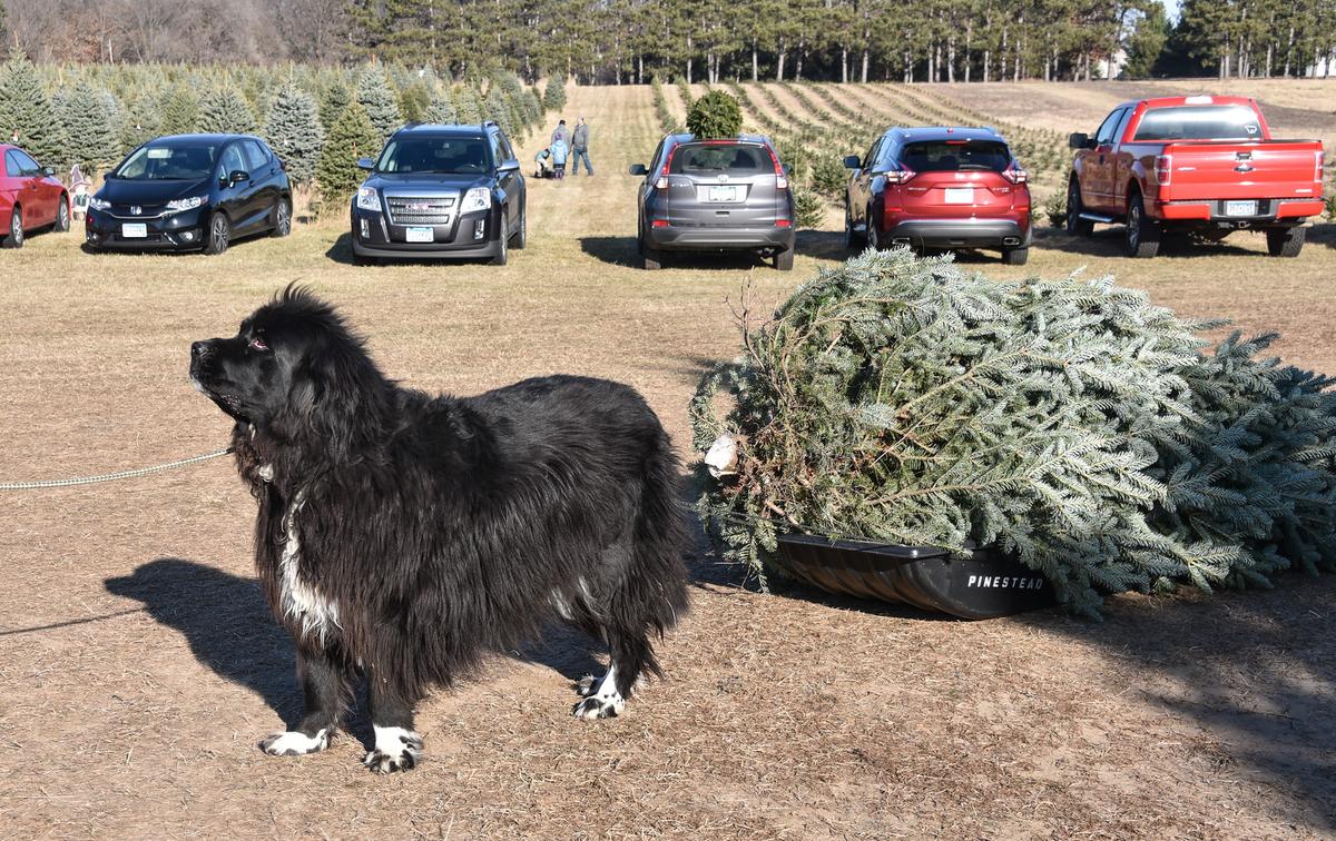 https://photos.bringfido.com/photo/2022/11/15/Pinestead_Tree_Farms.jpeg?size=entry&density=1x