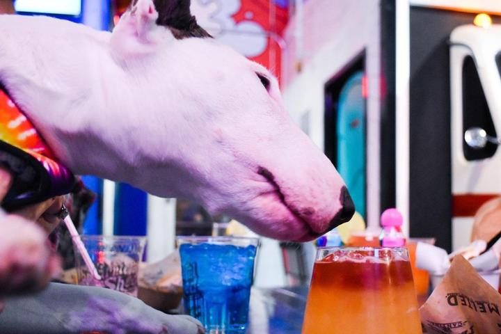 Grateful Shed is a dog-friendly food hall.