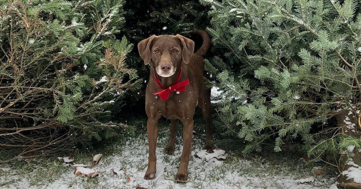 Werner Tree Farm Is a Pet-Friendly Christmas Tree Farm in Richmond, Kentucky.