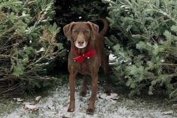 Werner Tree Farm Is a Pet-Friendly Christmas Tree Farm in Richmond. Werner Tree Farm Is a Pet-Friendly Christmas Tree Farm in Richmond, Kentucky.