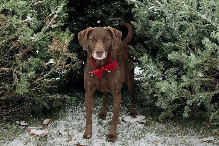 Barking Up the Fir Tree - Christmas Tree Farms That Allow Dogs