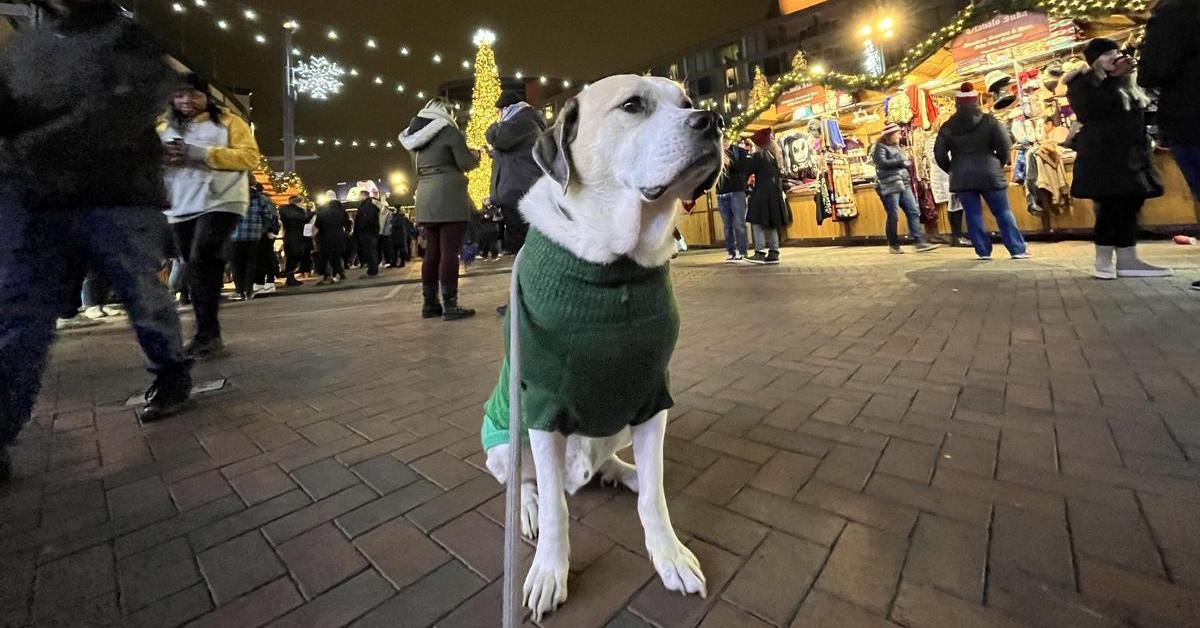 Christmas Markets That Welcome Pets