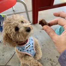 Papa's 50's Diner restaurant view 1