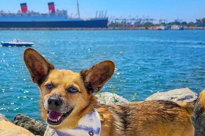 Dog by the Queen Mary