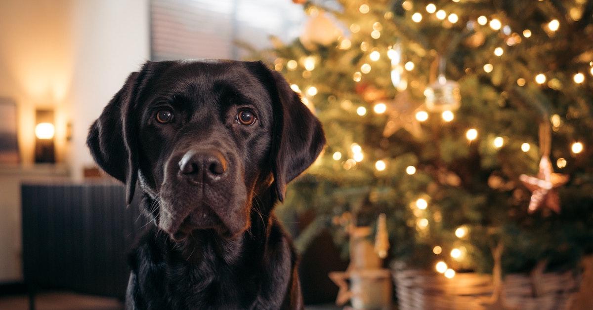 Christmas holiday cottages dog clearance friendly