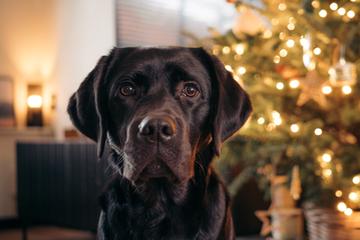 Dog-Friendly Holiday Vacation Rentals A dog sits in front of a Christmas tree.