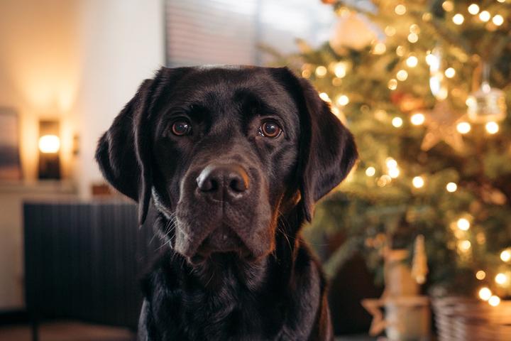 A dog sits in front of a Christmas tree.