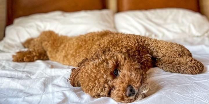 Top Dog-Friendly Hotel Chains of 2022 - BringFido