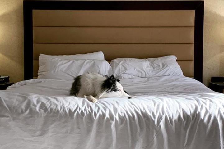 Dog lays on bed at Crowne Plaza Hotel.