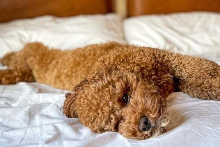 Goldendoodle lays on bed at Moxy Hotel.