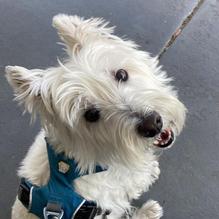 First Watch restaurant view 1