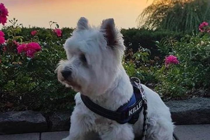 Pets are welcome at more than 40 Wyndham Garden locations.