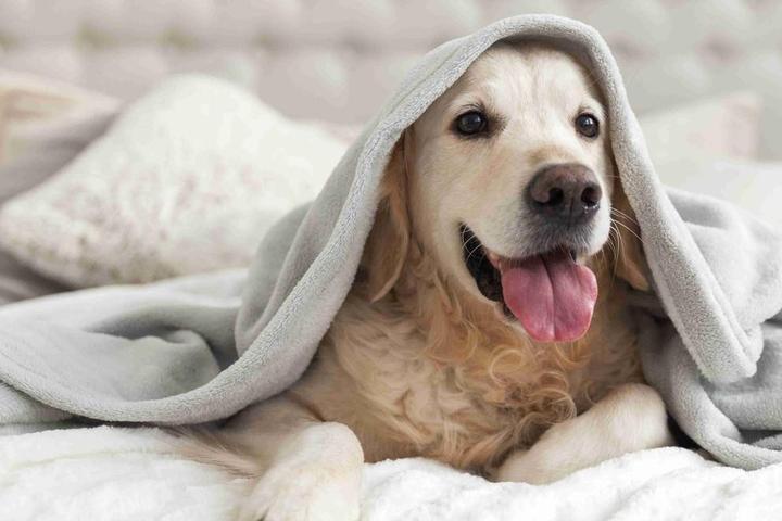 Cozy dog in clean hotel bed