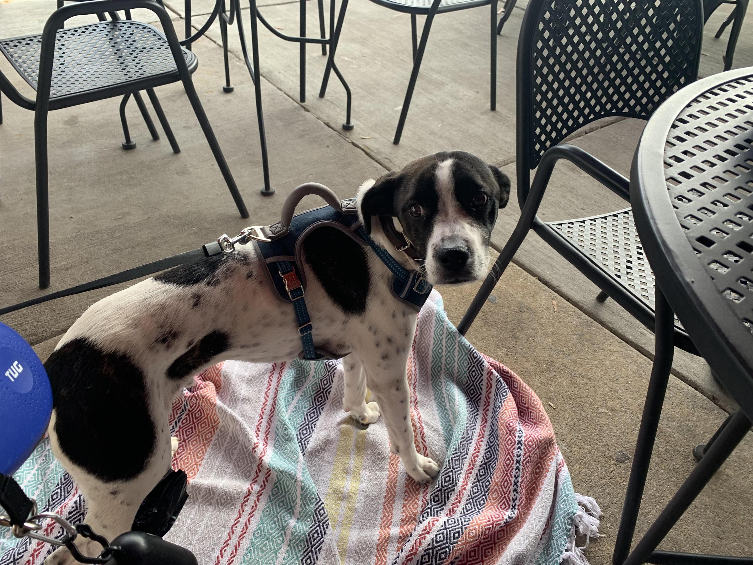 Pet Friendly Sidelines Grille