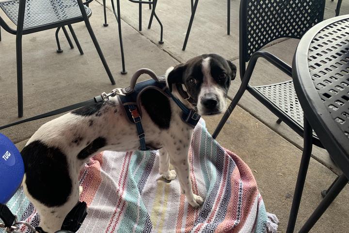 Pet Friendly Sidelines Grille