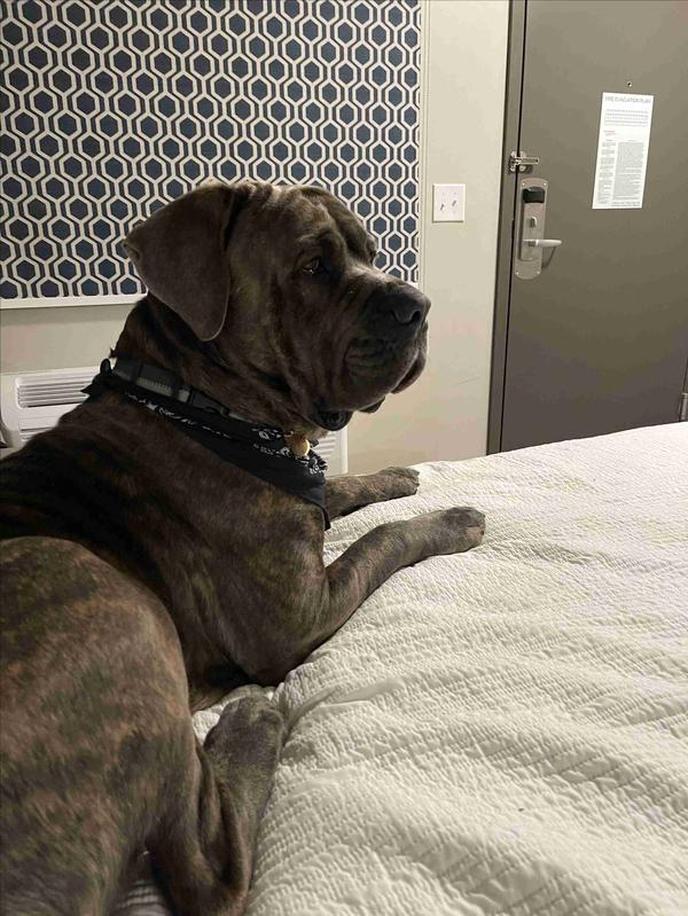 Dog days inn deals