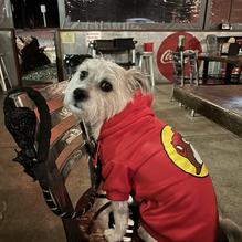 Rockys Hot Chicken Shack- South restaurant view 2