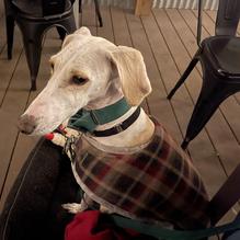 Elder Pine Brewing & Blending Co restaurant view 1