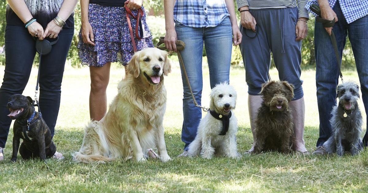 Planning a Dog-Friendly Family Retreat