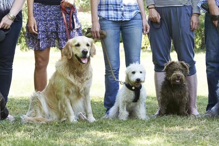 Dogs at a play group at the dog park