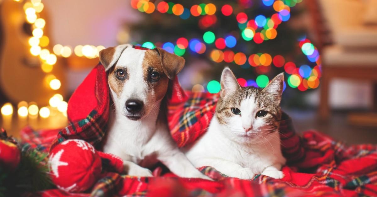 Cat and dog under Christmas tree