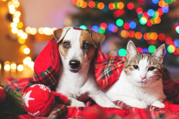 Cat and dog under Christmas tree