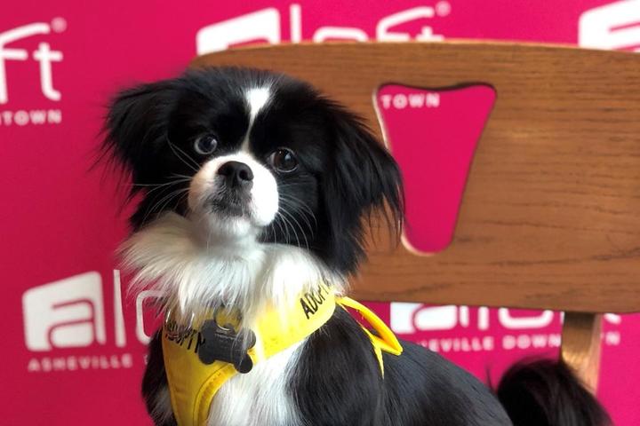 in North Carolina, Aloft Asheville Downtown also plays host to dogs looking for a new home.