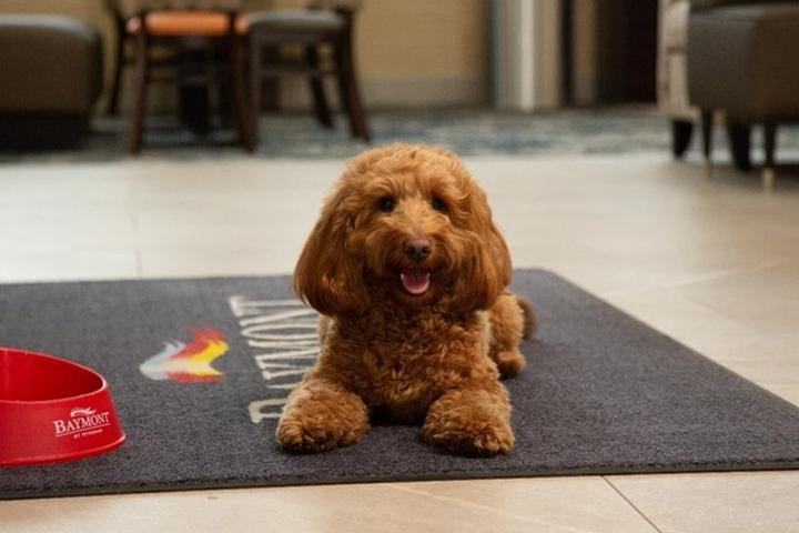 Baymont by Wyndham Pet Policy