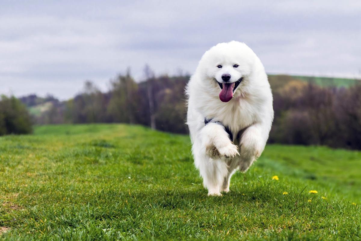Wielki pies pirenejski biegnie i skacze w powietrzu na zielonym trawiastym polu.