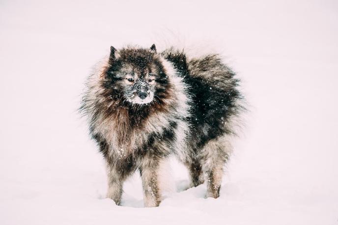 Pies Keeshond Zagraj Na Zewnątrz W Śniegu.