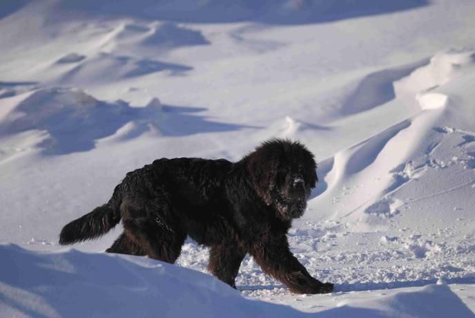 Nowofundlandzki pies idzie przez śnieg w Nunavut.