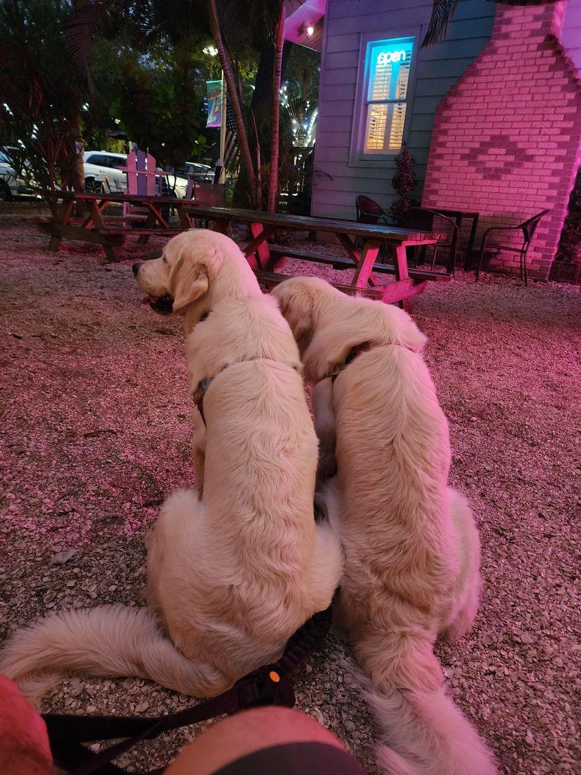 Gulfport Brewery + Eatery restaurant view 4