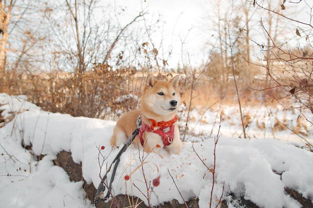 Shiba Inu cieszy się śniegiem.