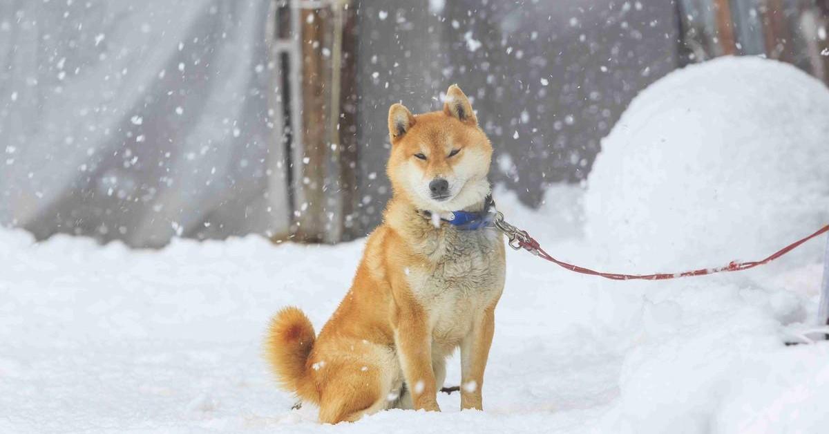 Best Dog Breeds for Cold Climates